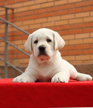 a little yellow labrador puppy sitting on red background