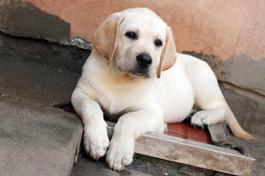 the little yellow labrador puppy sitting in the yard