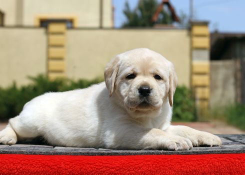 the little yellow labrador puppy sitting on red background