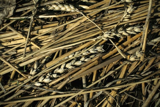 Ground covered with mowed wheat ears and straw.