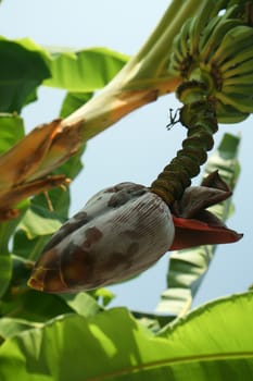 Banana flowers hanging on a banana tree. Selective focus