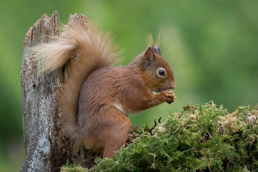 A close profile photograph or a red squirrel sitting on a lichen covered log eating