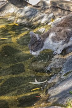 Cute cat drinks water. Close