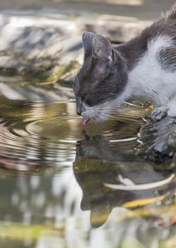 Cute cat drinks water. Close