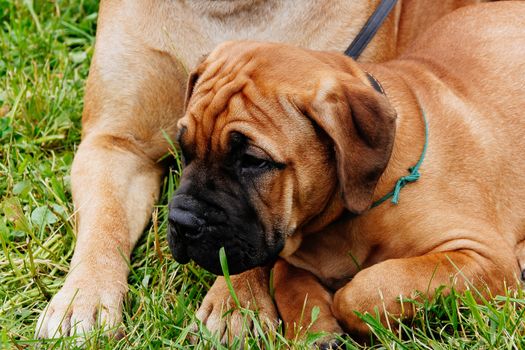 Wrinkles puppy lying on the grass at park in summer