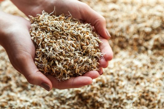 Germinated seeds of wheat in a hand