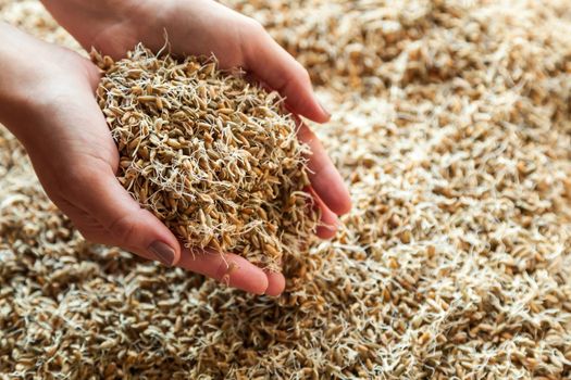 Germinated seeds of wheat in a hand