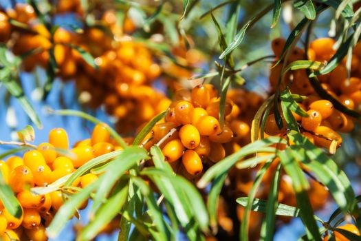 Orange berries of a sea-buckthorn on a branch with leaves