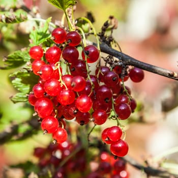 Mature red currant on a bush branch