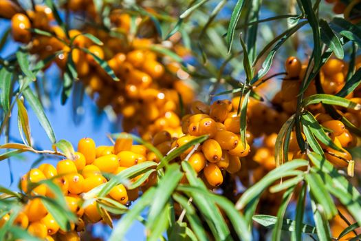 Orange berries of a sea-buckthorn on a branch with leaves