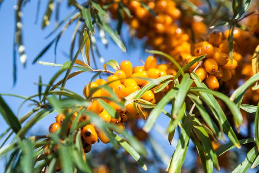 Orange berries of a sea-buckthorn on a branch with leaves