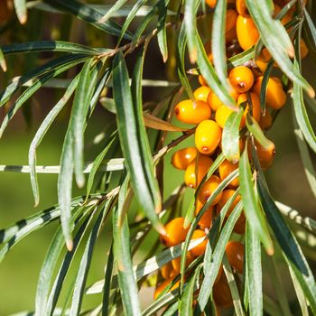 Orange berries of a sea-buckthorn on a branch with leaves