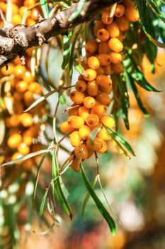 Orange berries of a sea-buckthorn on a branch with leaves