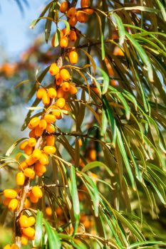 Orange berries of a sea-buckthorn on a branch with leaves