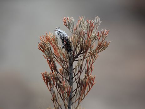 A plant regenerates after a summer bushfire in Australia