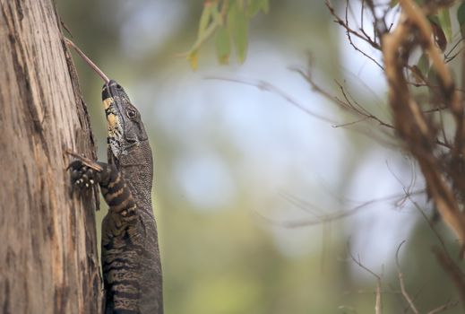 Goanna climbing a tree and poking out his long tongue.   25 of the 30 species of goanna are found in Australia, they feature in aboriginal art and folklore. The various species can range from 20cm to over 2.5 metres long.