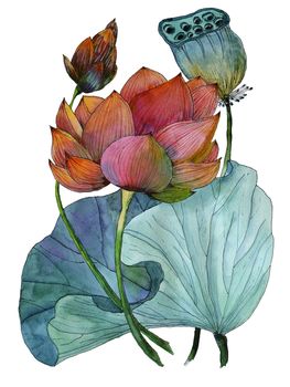 Original watercolor painting of aquatic plants of lotus and its leaf