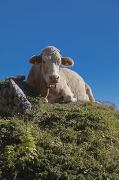 Laying cow on a mountain pasture, view from below