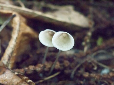 close up of two white mushroom caps on forest floor