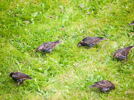 close up of starlings on the grass outside in garden eating