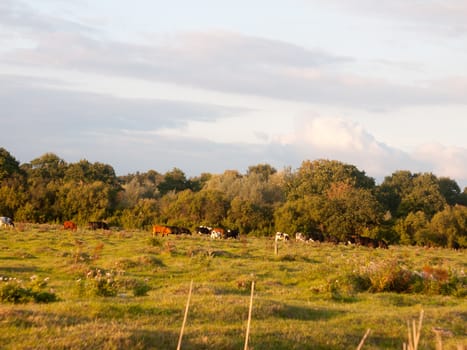 beautiful sunset lit green country land scene with trees and with farm dairy cows steers grazing in distance; England; Essex