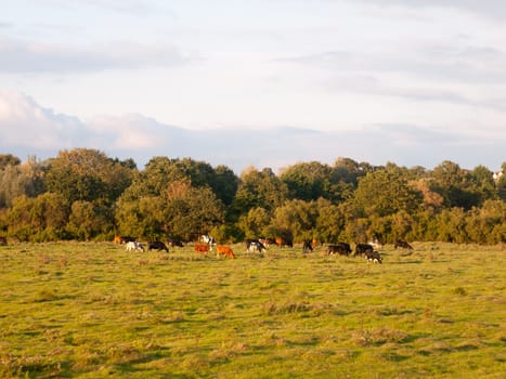 beautiful sunset lit green country land scene with trees and with farm dairy cows steers grazing in distance; England; Essex