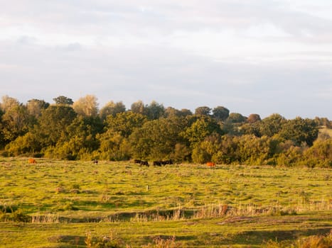 beautiful sunset lit green country land scene with trees and with farm dairy cows steers grazing in distance; England; Essex