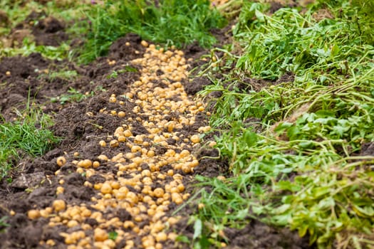 Harvesting of yellow potato ( Solanum phureja )