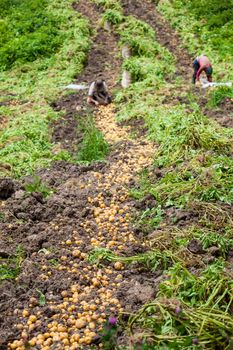 Workers harvesting yellow potato (Solanum phureja)