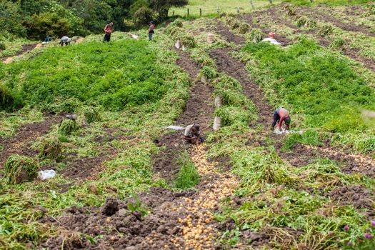 Workers harvesting yellow potato (Solanum phureja)