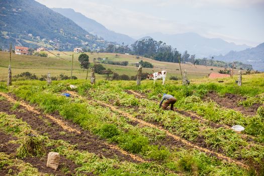 Workers harvesting yellow potato (Solanum phureja)