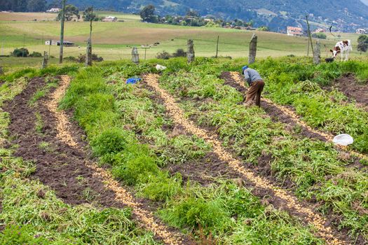 Workers harvesting yellow potato (Solanum phureja)