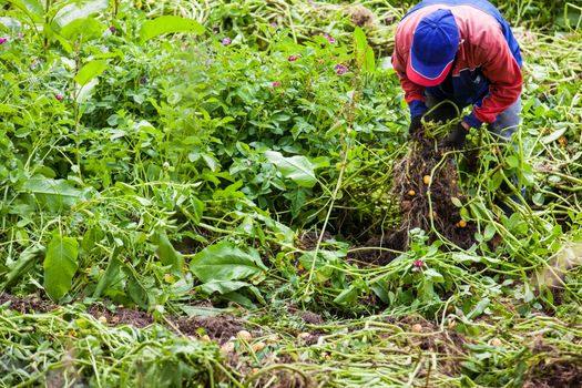 Workers harvesting yellow potato (Solanum phureja)