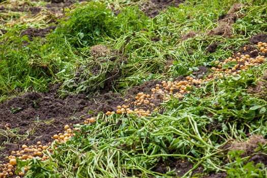 Harvesting of yellow potato ( Solanum phureja )