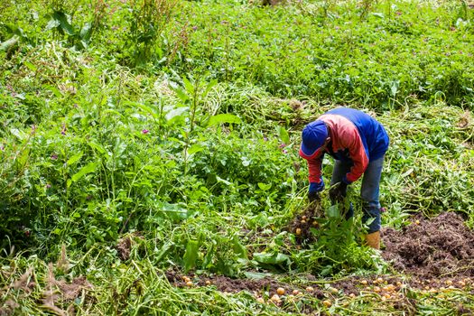 Workers harvesting yellow potato (Solanum phureja)