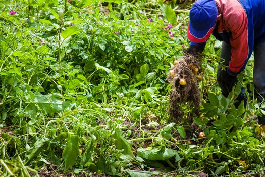 Workers harvesting yellow potato (Solanum phureja)