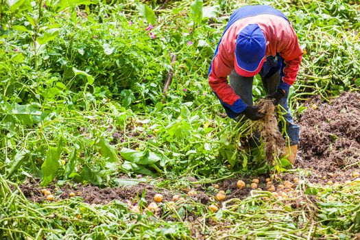 Workers harvesting yellow potato (Solanum phureja)