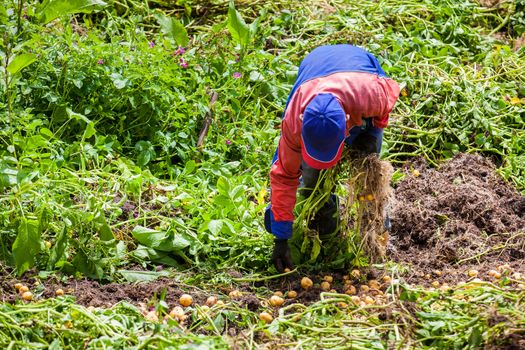 Workers harvesting yellow potato (Solanum phureja)