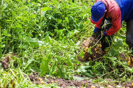 Workers harvesting yellow potato (Solanum phureja)