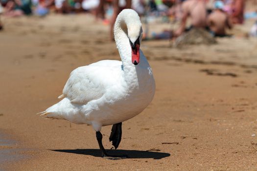 Big white swan on a sandy beach