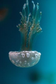 Golden jelly, Phyllorhiza punctata, is also known as the floating bell and the white-spotted jellyfish