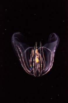Comb jelly Phylum Ctenophora do not have stinging cells and have a simpler reproductive system than most jellies.