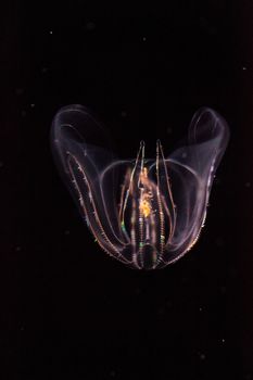 Comb jelly Phylum Ctenophora do not have stinging cells and have a simpler reproductive system than most jellies.