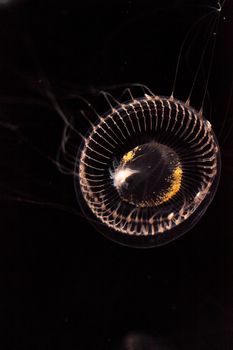 Crystal jellyfish Aequorea victoria is a bioluminescent hydrozoan jellyfish that is found off the west coast of North America