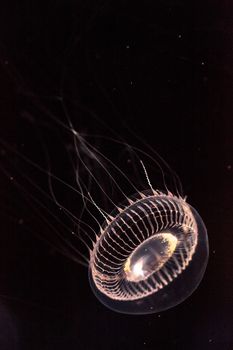 Crystal jellyfish Aequorea victoria is a bioluminescent hydrozoan jellyfish that is found off the west coast of North America