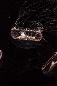 Crystal jellyfish Aequorea victoria is a bioluminescent hydrozoan jellyfish that is found off the west coast of North America