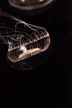 Crystal jellyfish Aequorea victoria is a bioluminescent hydrozoan jellyfish that is found off the west coast of North America