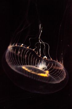 Crystal jellyfish Aequorea victoria is a bioluminescent hydrozoan jellyfish that is found off the west coast of North America
