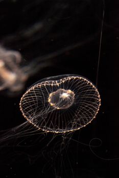 Crystal jellyfish Aequorea victoria is a bioluminescent hydrozoan jellyfish that is found off the west coast of North America