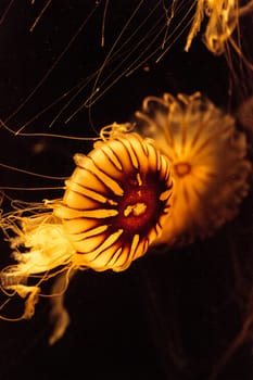 Japanese sea nettle Jellyfish, Chrysaora pacifica, can range in color from gold to red. Their dark stripes extend from the top to the bottom of the bell.